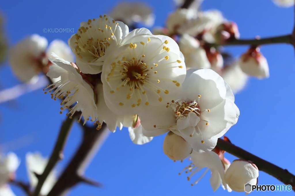 白い梅の花