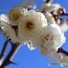 白い梅の花