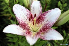 ユリの花