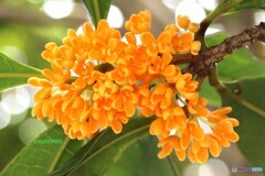 いっせいに開花