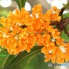 いっせいに開花