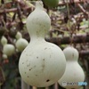 ひょうたん