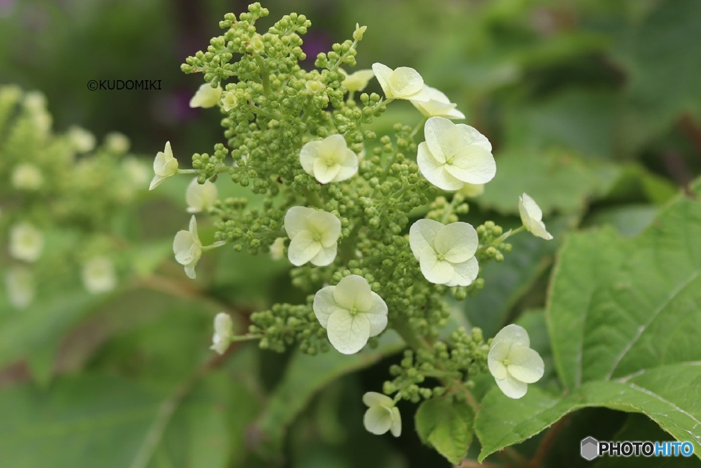 柏葉紫陽花
