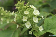 柏葉紫陽花