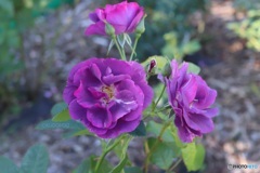 紫色の薔薇