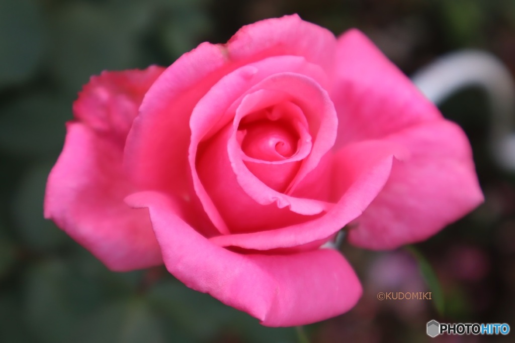 薔薇らしい色