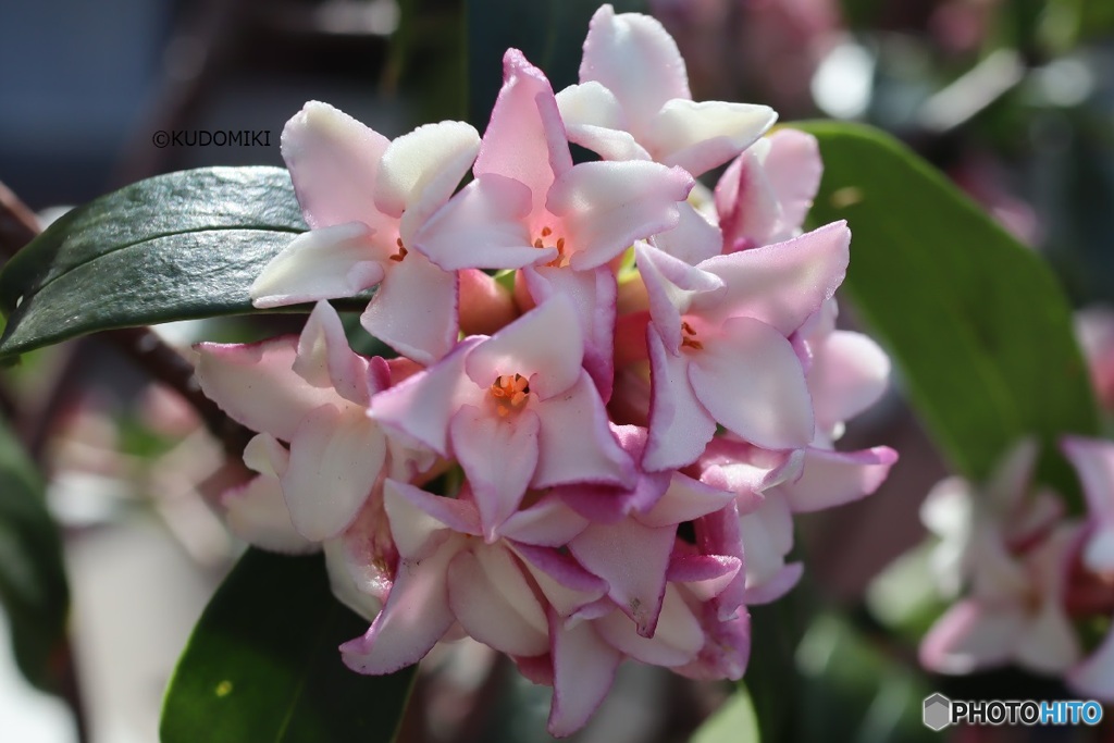 沈丁花