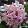 沈丁花