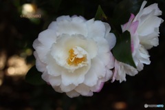 美しいサザンカ