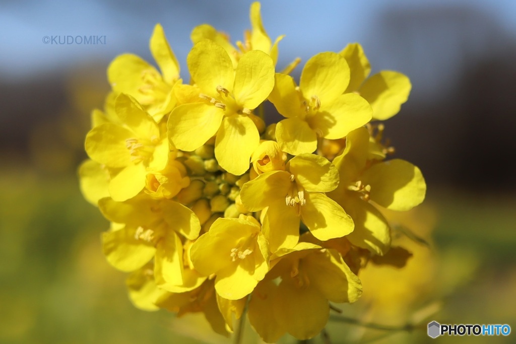 菜の花