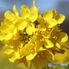 菜の花