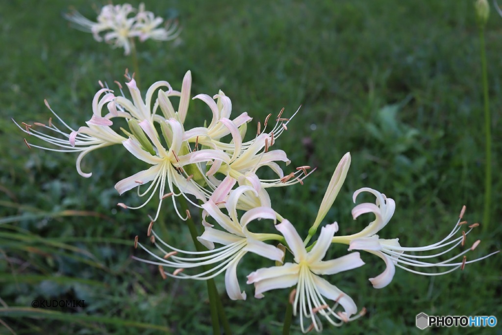 毎年白花だけ咲く緑地