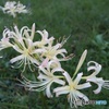 毎年白花だけ咲く緑地
