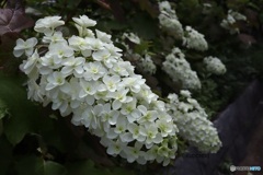 柏葉紫陽花