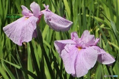 花菖蒲