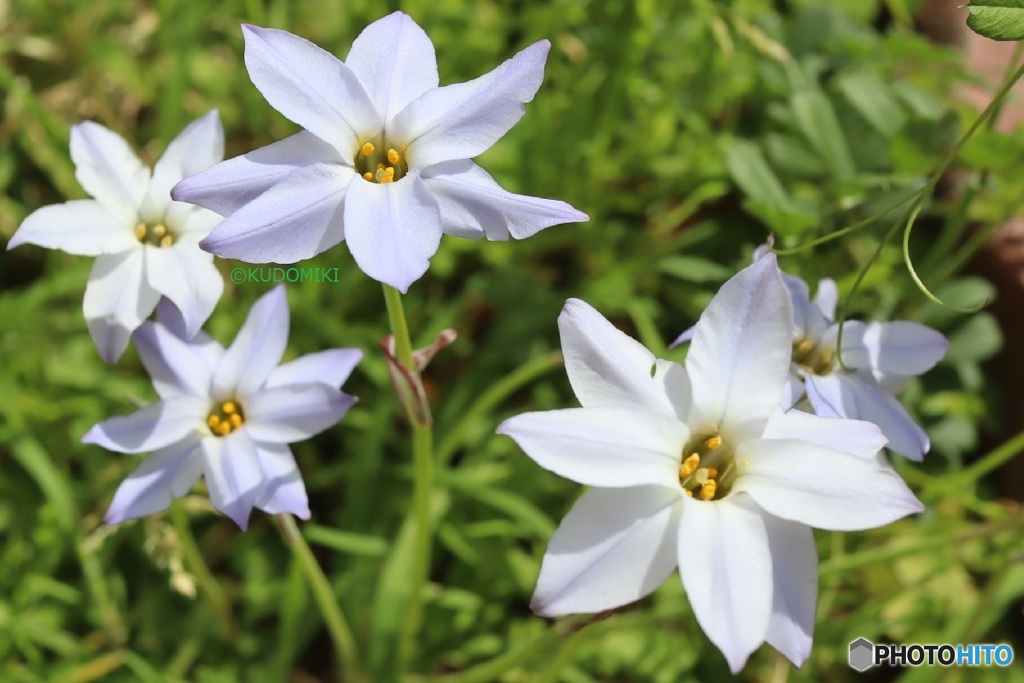 花弁多いハナニラ