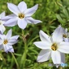 花弁多いハナニラ