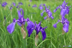 カキツバタ
