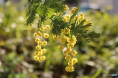 道路沿いで見つけたミモザ