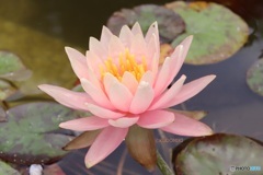 植物館の水槽で