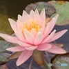 植物館の水槽で