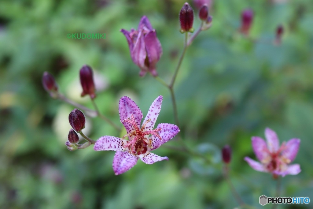 ホトトギスの花