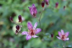 ホトトギスの花