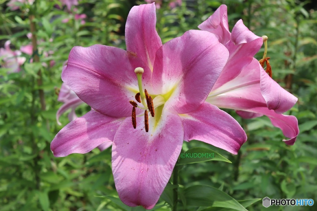 ユリの花