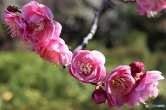 八重の梅花