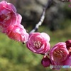 八重の梅花