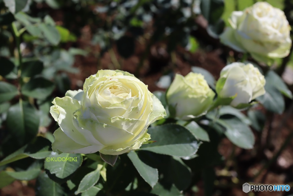 緑がかった花弁が個性的