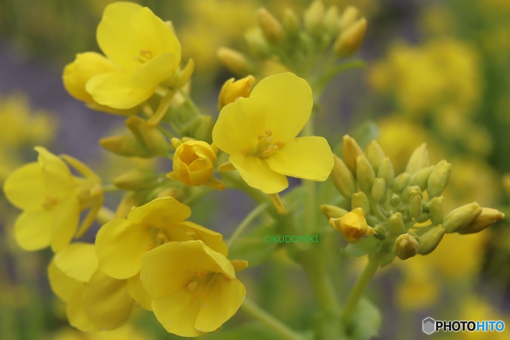 毎年植えられる緑道で