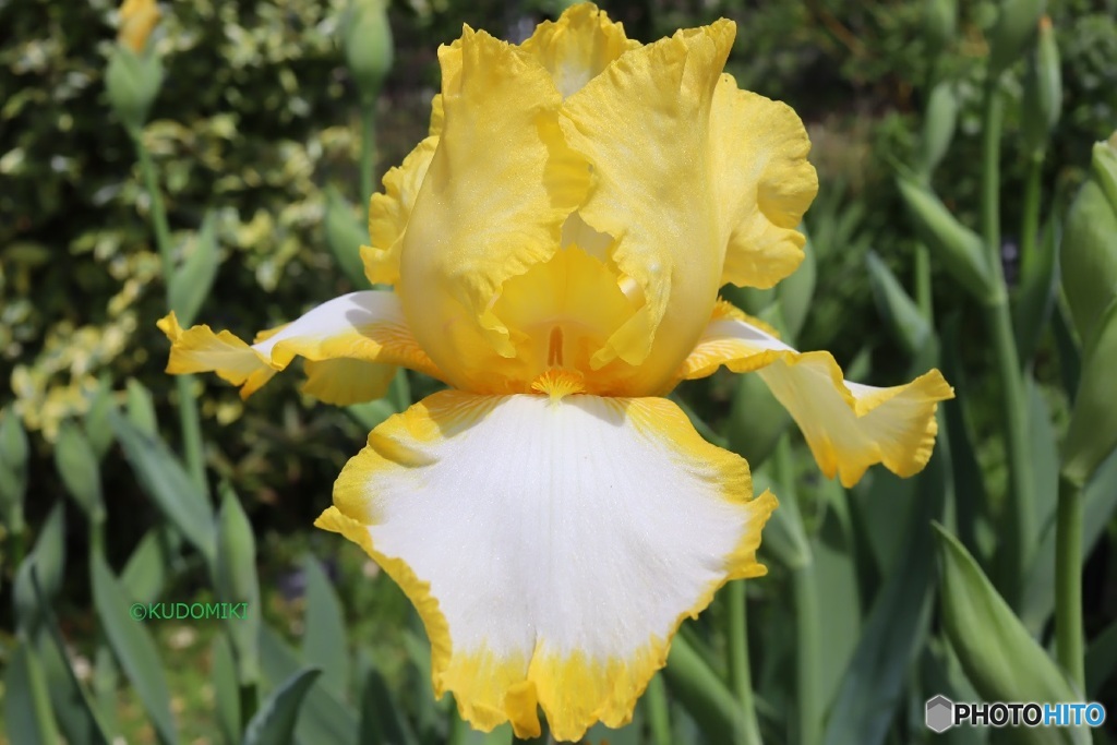 変った色の花が多い公園で