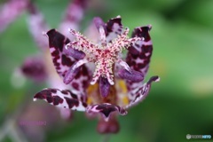 ホトトギスの花