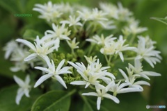 八丈島の植物園で