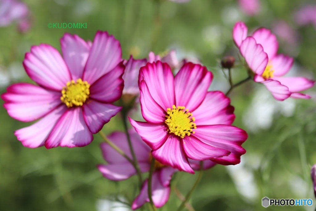 美しいコスモス