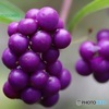 小紫式部