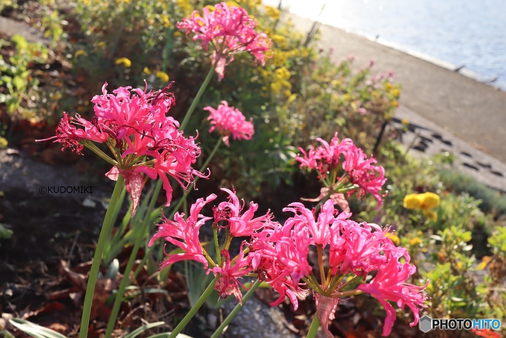 運河沿いの花壇で