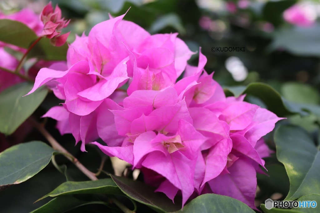 ブーゲンビリア