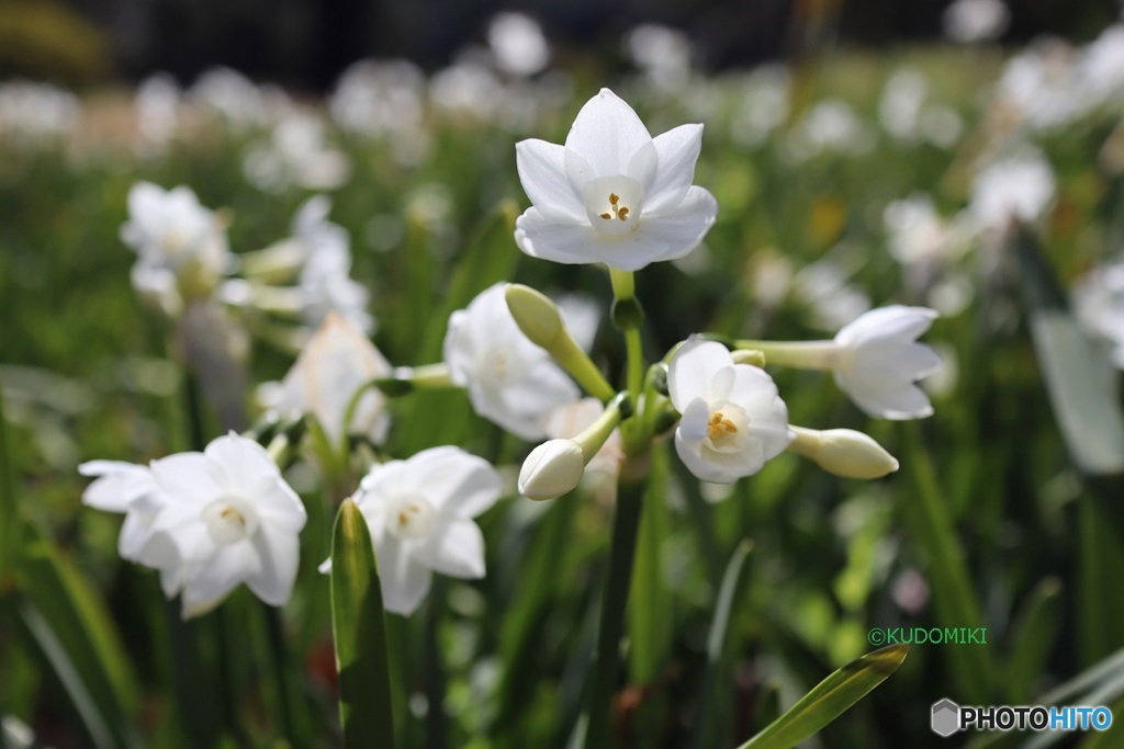水仙まだ咲いてた