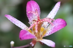 ホトトギスの花