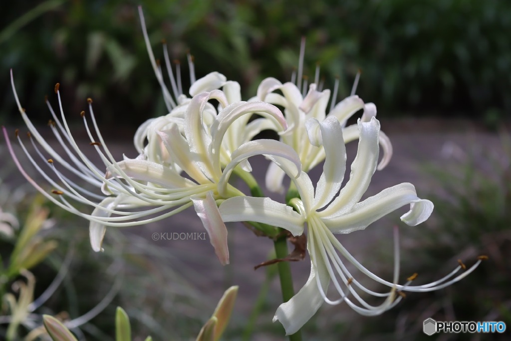 白花曼殊沙華