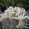 白花曼殊沙華