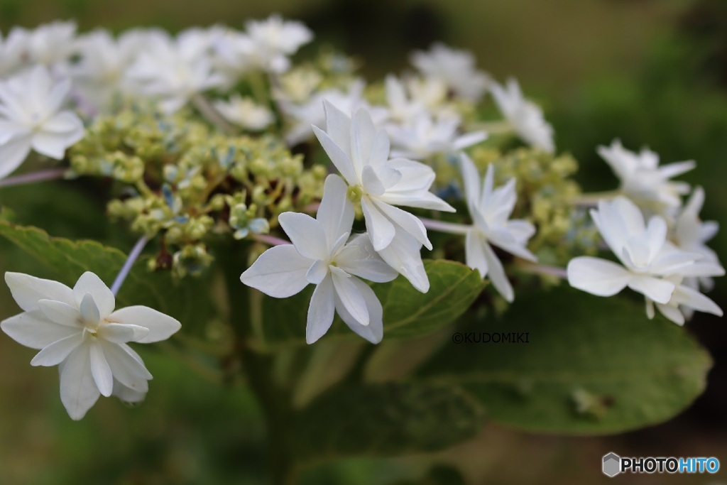 紫陽花