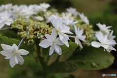紫陽花