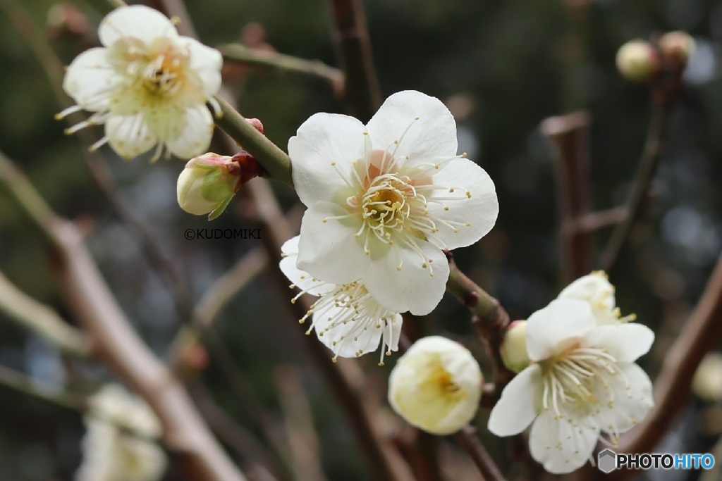 公園の梅林で