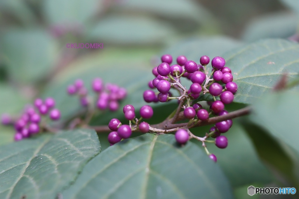 ムラサキシキブ