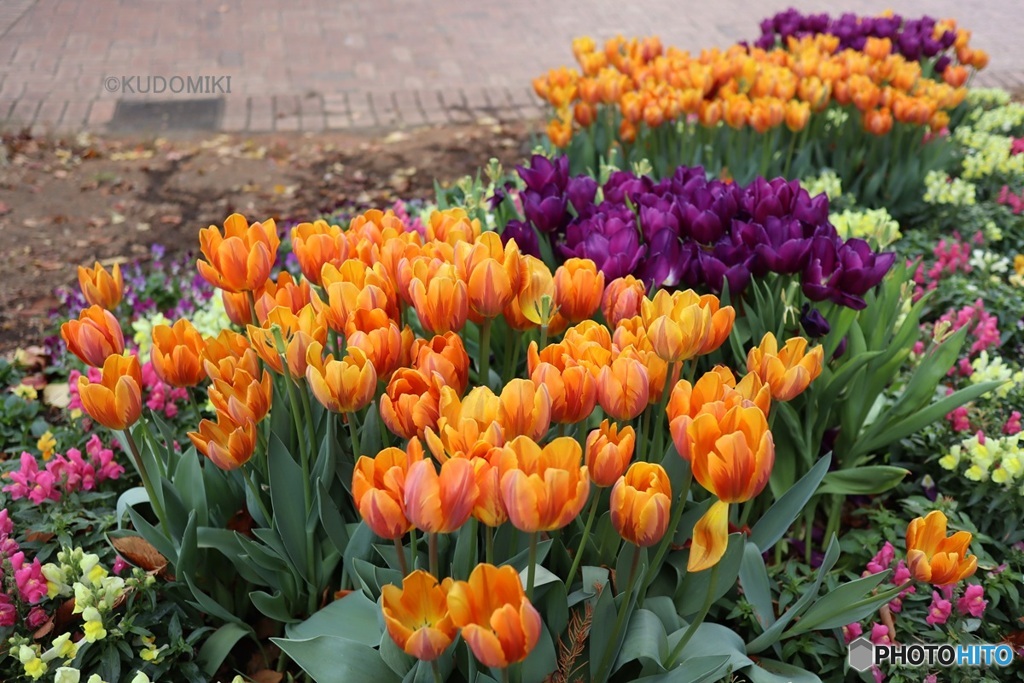 アイスチューリップ