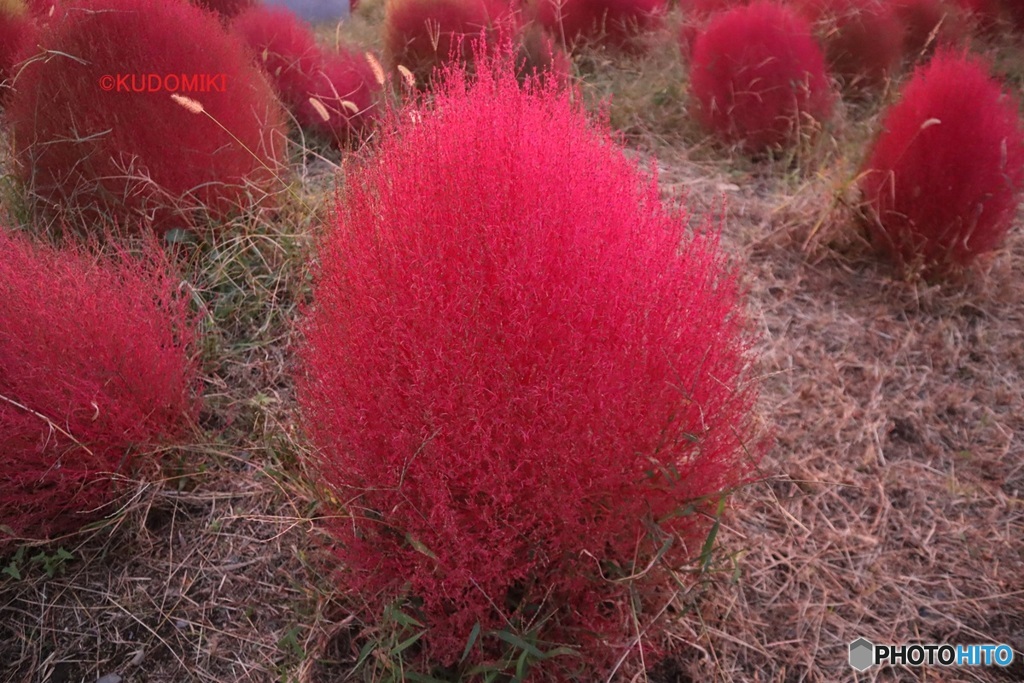 夕日で赤み増すコキア