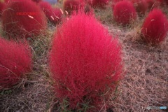 夕日で赤み増すコキア